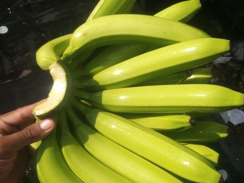 Banana on a grower's plot