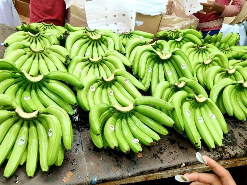 Banana on a grower's plot