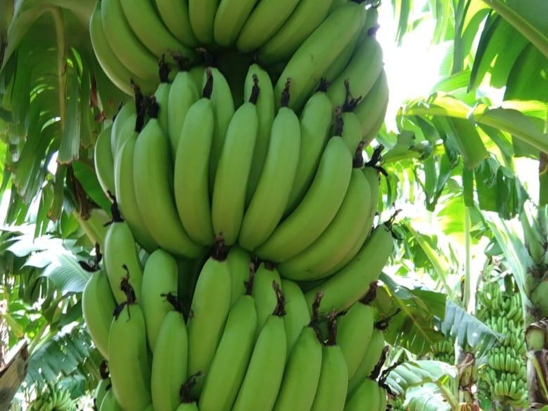 Banana on a grower's plot