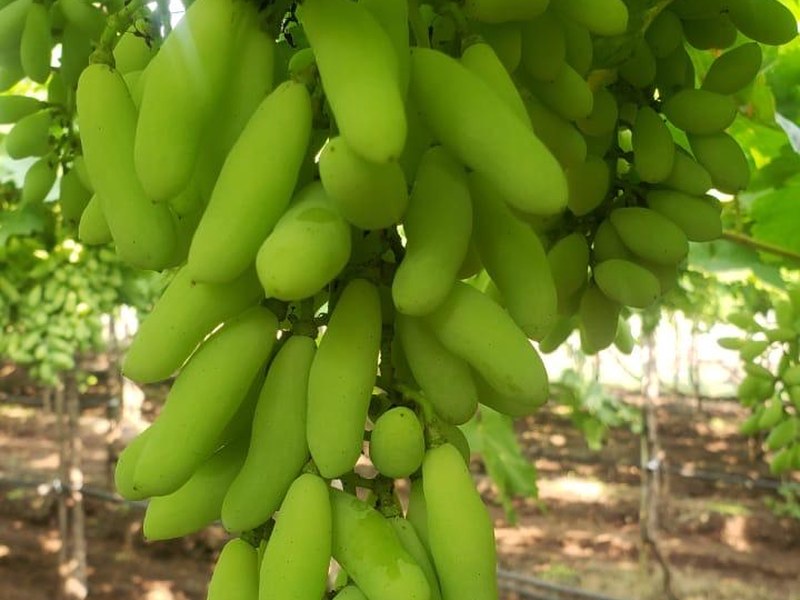 Banana on a grower's plot
