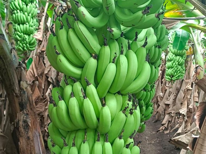 Banana on a grower's plot