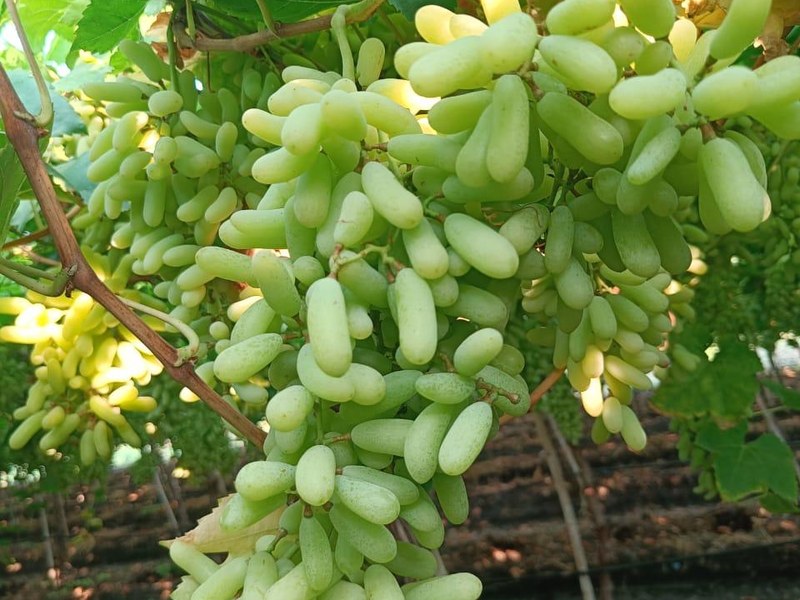 Grapes on a grower's plot