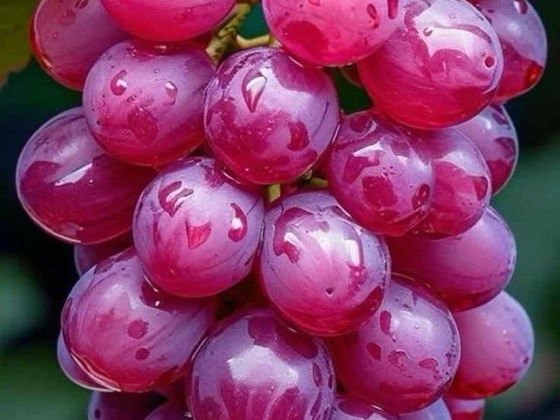 Grapes on a grower's plot