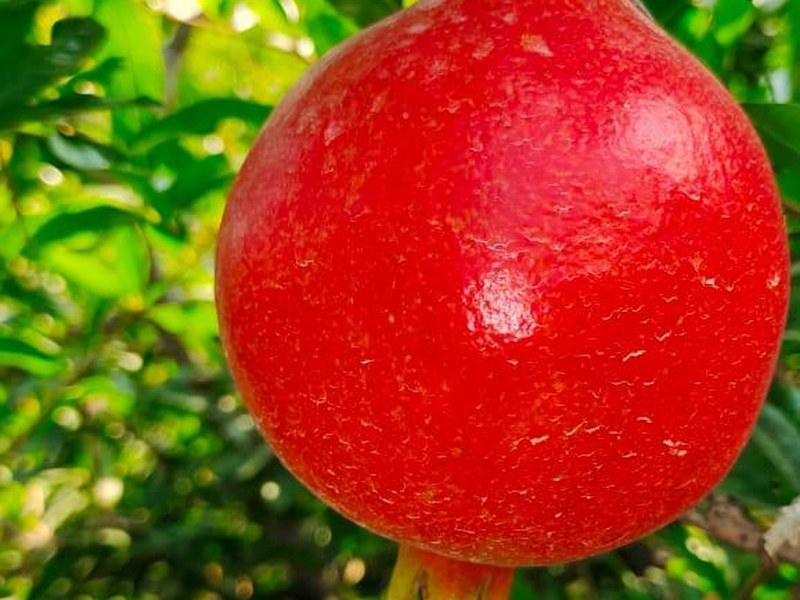 Pomegranate on a grower's plot