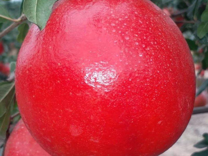 Pomegranate on a grower's plot