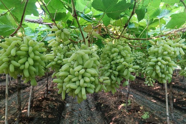 Grapes