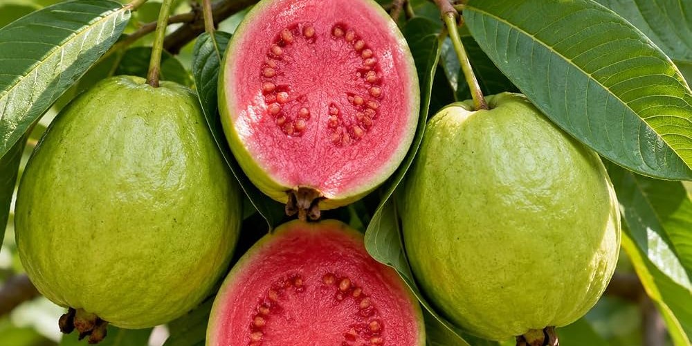 Guava