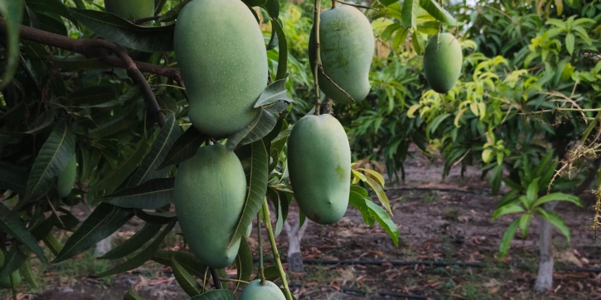 Mango