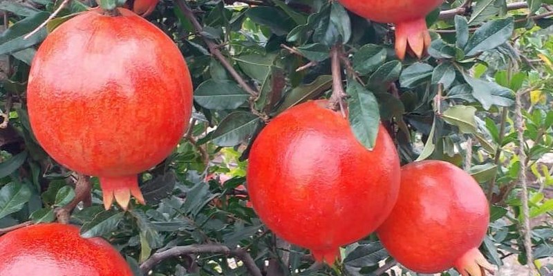 Pomegranate